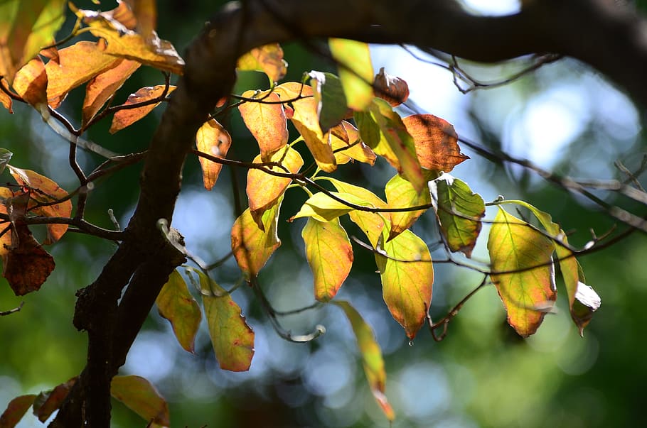 leaf, tree, nature, flora, outdoors, fall, branch, color, season HD wallpaper