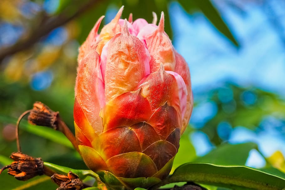 tree, blossom, bloom, red, spring, nature, plant, park, pink HD wallpaper