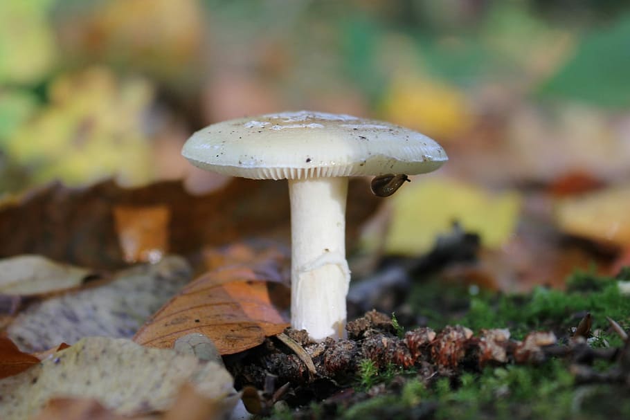 Mushroom, Fall, Macro, White, white dapperling, fungus, fungi HD wallpaper