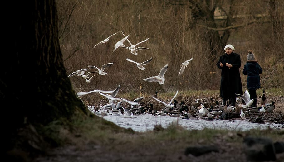 feed, fly, gulls, nature, bird, sitting, animals, birds, feeding HD wallpaper