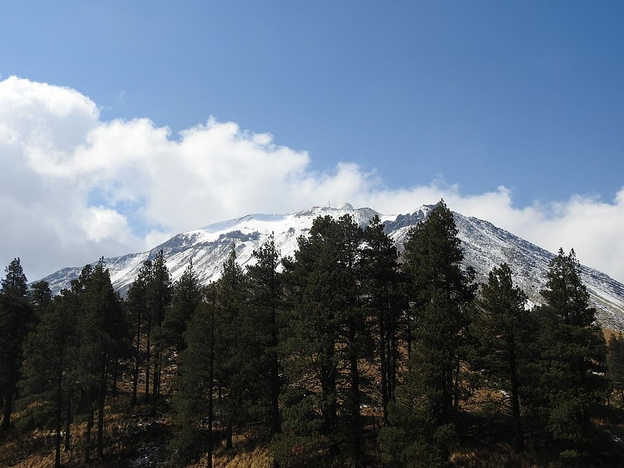 forest overlooking snowy mountain, trees, pine, nature, fog HD wallpaper