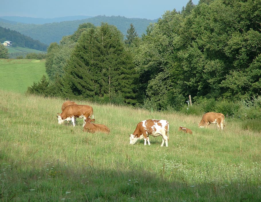 Evening, Animals, Peace, Pasture, Grass, bavaria, cow, tree HD wallpaper