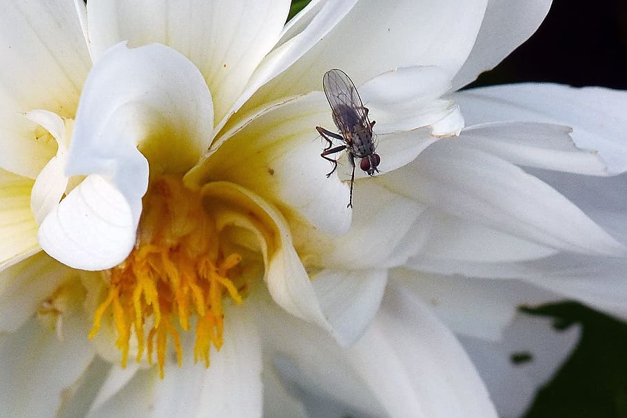 White, Dahlia, Fly, Macro, Nature, insect, flower, white color HD wallpaper