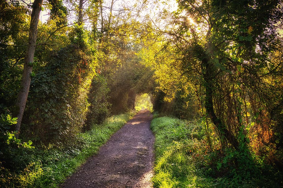 pavement between green grass at daytime, sunrise, morning, rays HD wallpaper