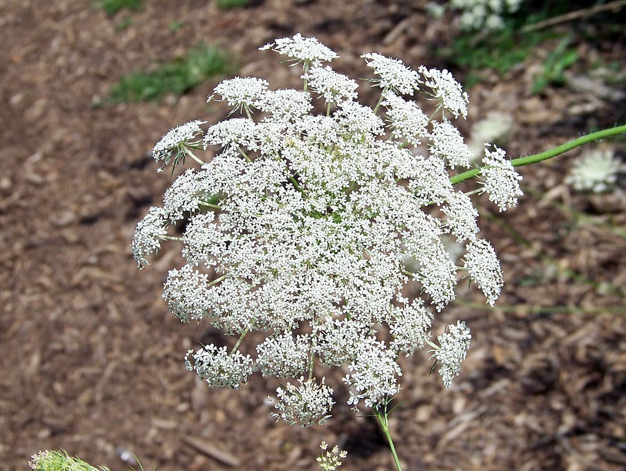weed, flower, white, cluster, queen, anne, lace, nature, natural HD wallpaper