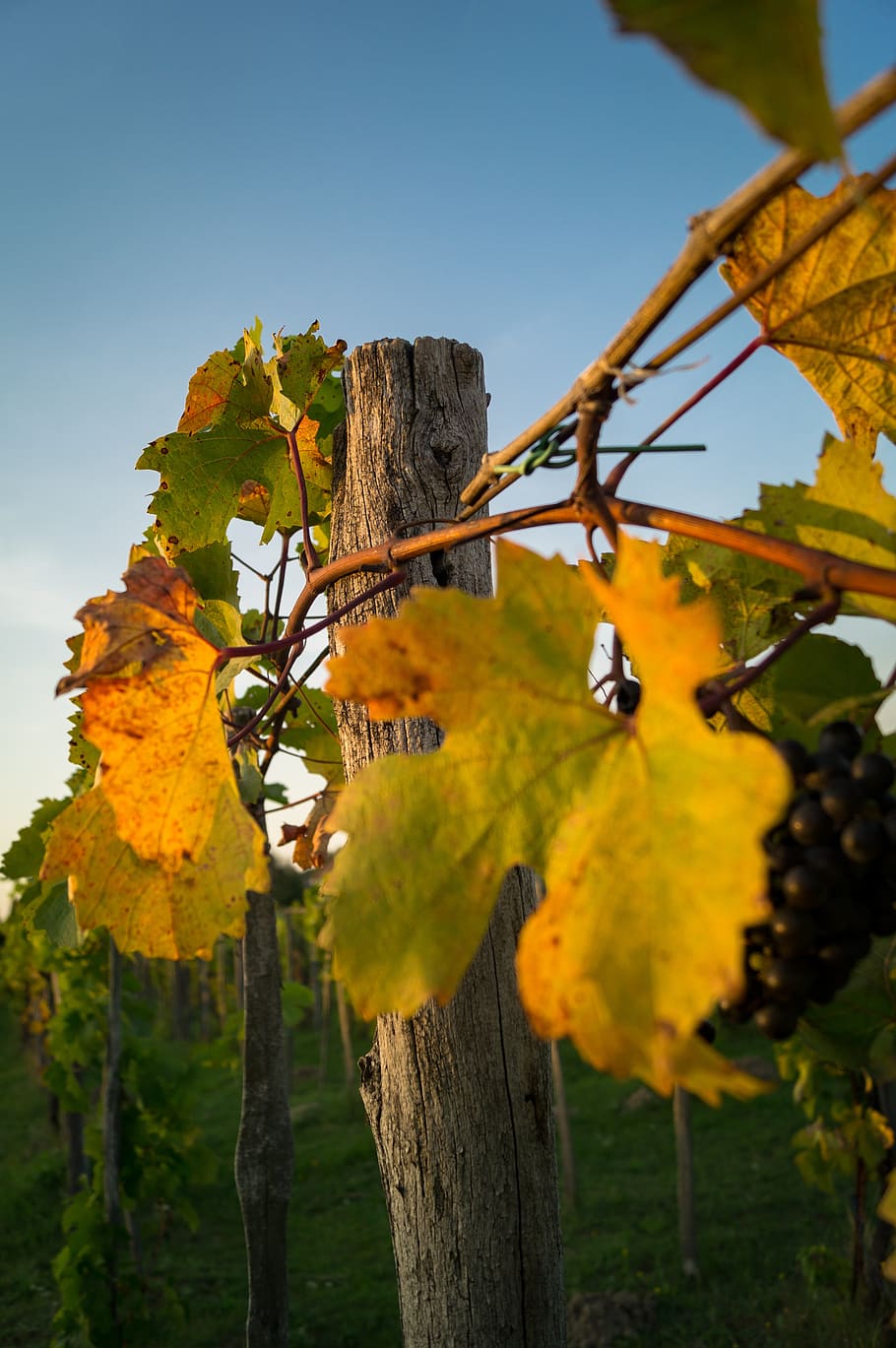 vineyard, wood pillar, red grape, plant, tree, yellow, nature HD wallpaper