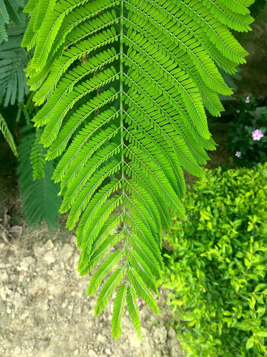 stem, leaves, green, green color, plant, leaf, plant part, growth HD wallpaper