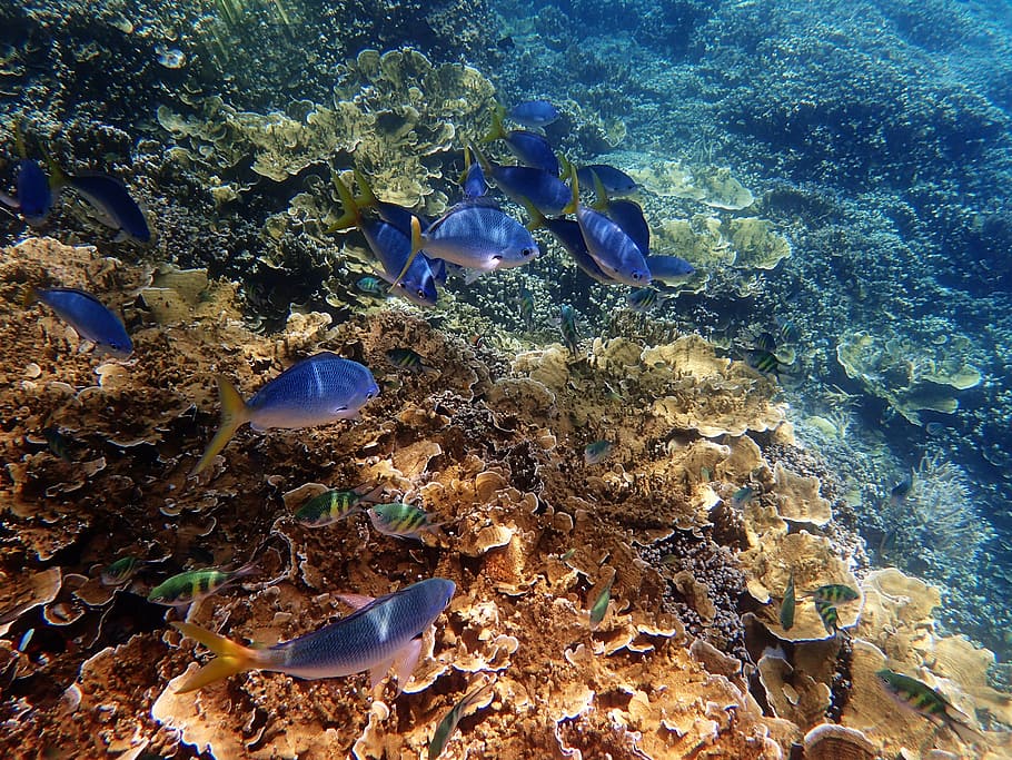blue fish, marine, great barrier reef, underwater, undersea, sea life, HD wallpaper
