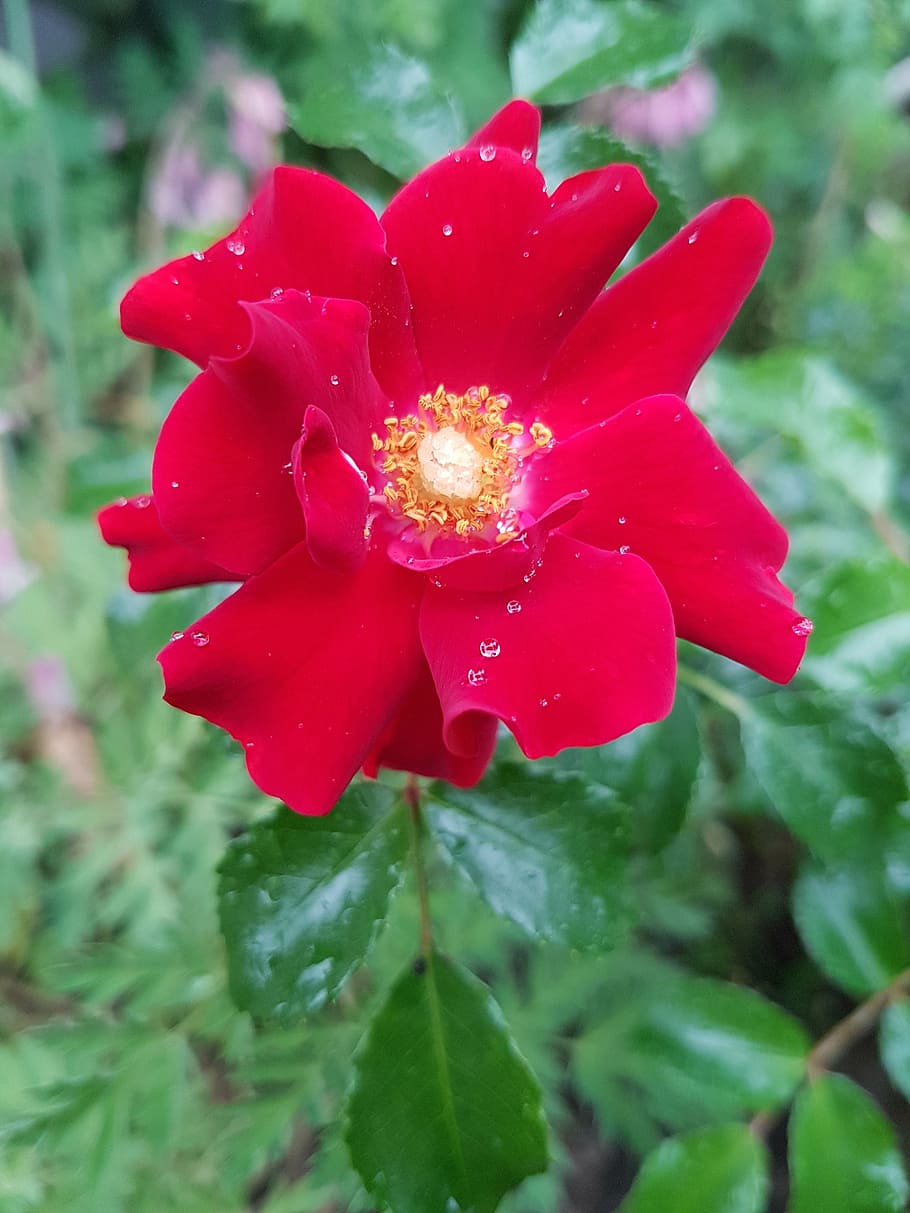 rose, red rose, flowers, flowering plant, petal, vulnerability HD wallpaper