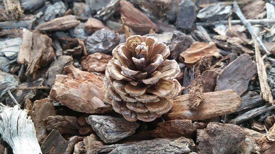 desktop, background, pine cone, bark, brown, close-up, nature HD wallpaper