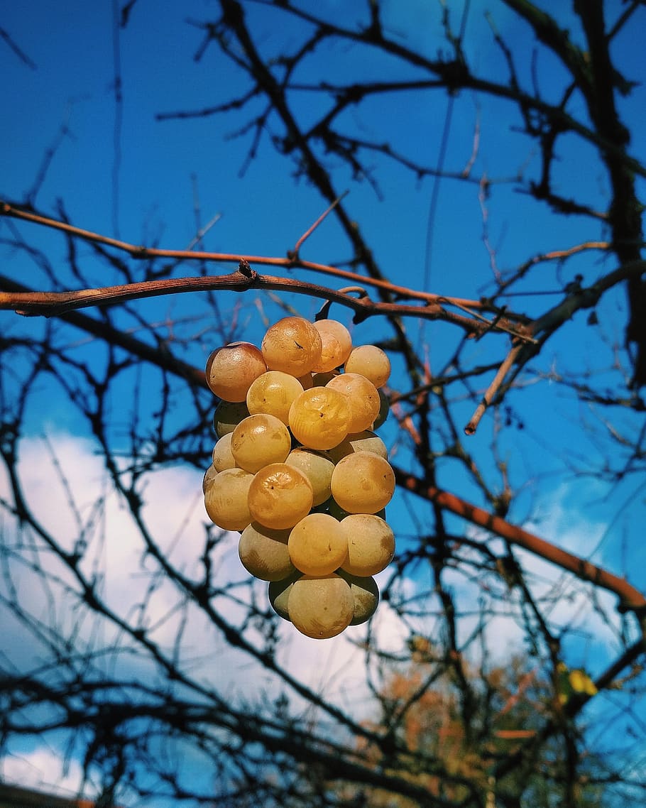 tree, nature, fruit, food, plant, branch, food and drink, healthy eating HD wallpaper