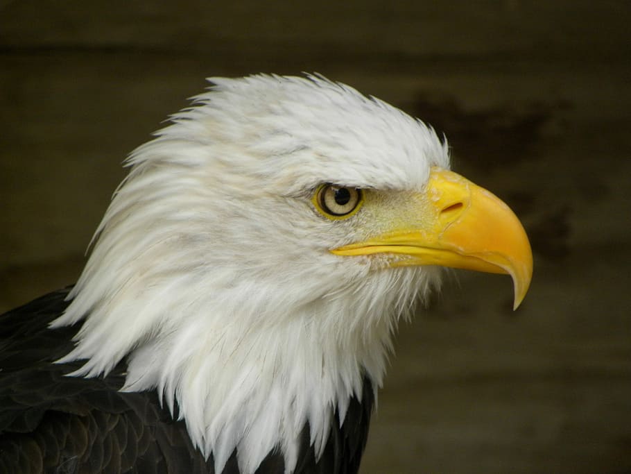 Bald Eagle, Bird, Raptor, Focus, predator, hunter, majestic HD wallpaper