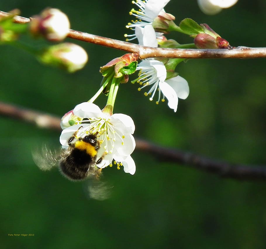 bumblebee, insect, cherry blossom, cherry tree, branch, flower HD wallpaper