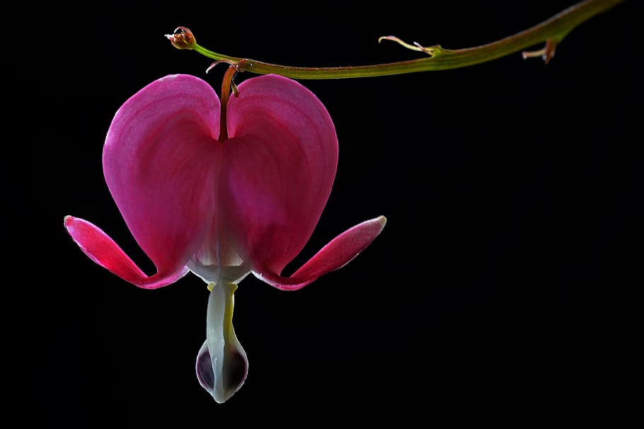 close up photo of pink bleeding heart flower, botanical, macro HD wallpaper