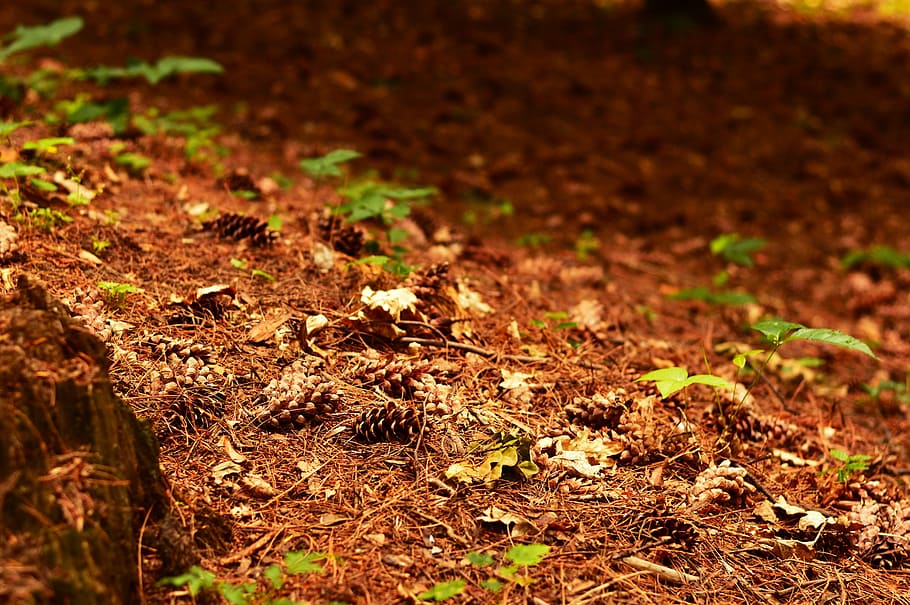 Forest, Cone, Tree, autumn, ihličnan, ground, the grove, nature HD wallpaper