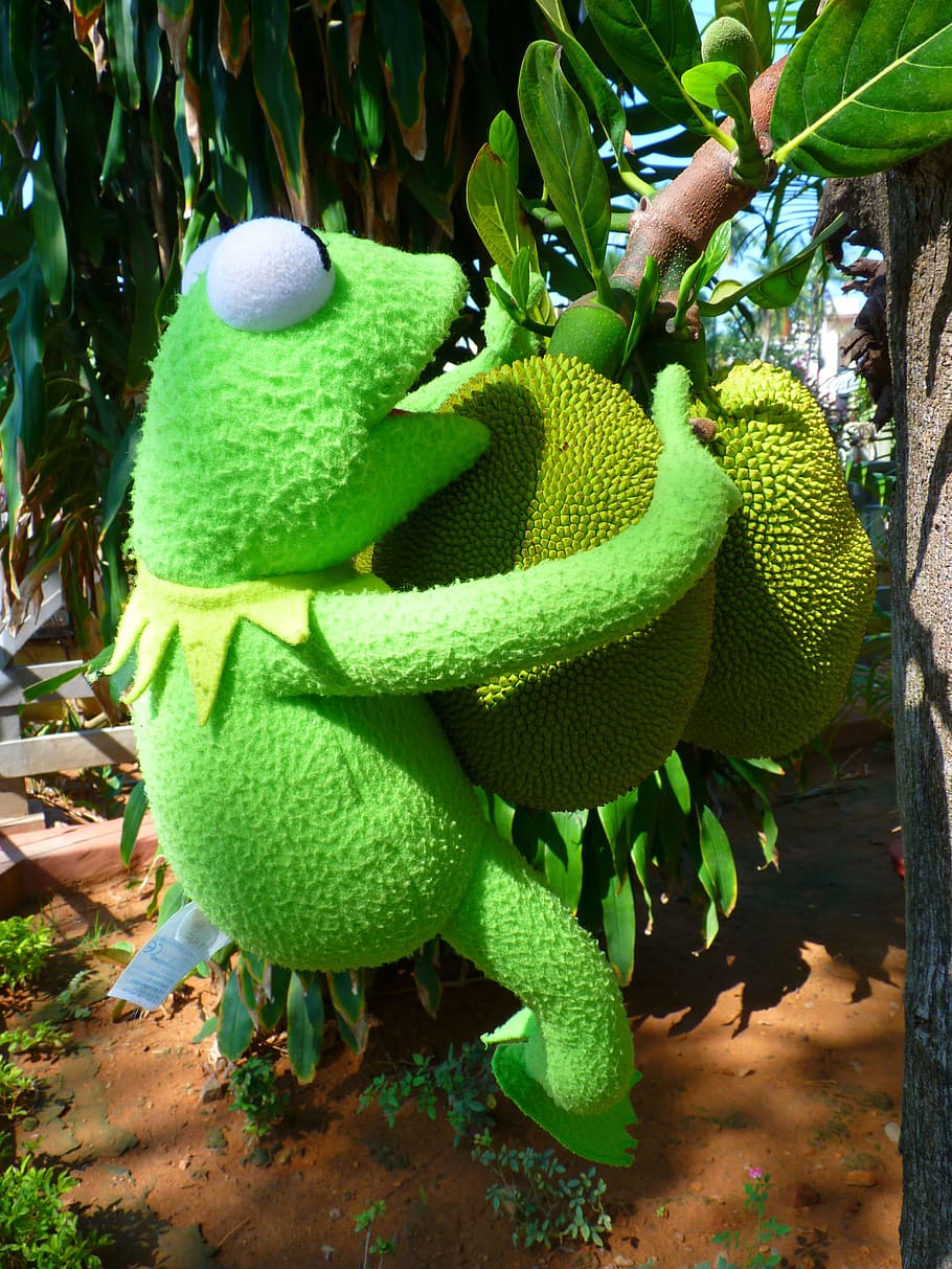 jack, fruit, green, large, frog, kermit, green color, no people HD wallpaper