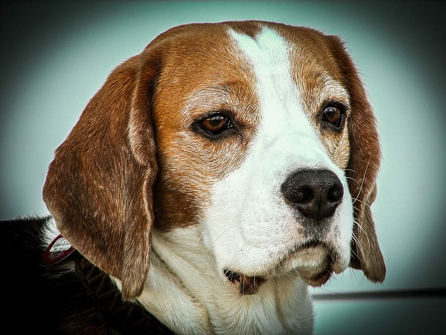 Beagle, Dog, Animals, Portrait, Head, pet, pets, looking at camera HD wallpaper