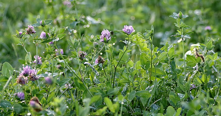 Clover, Red, Blue, Purple, Meadow, green, color, the stems HD wallpaper