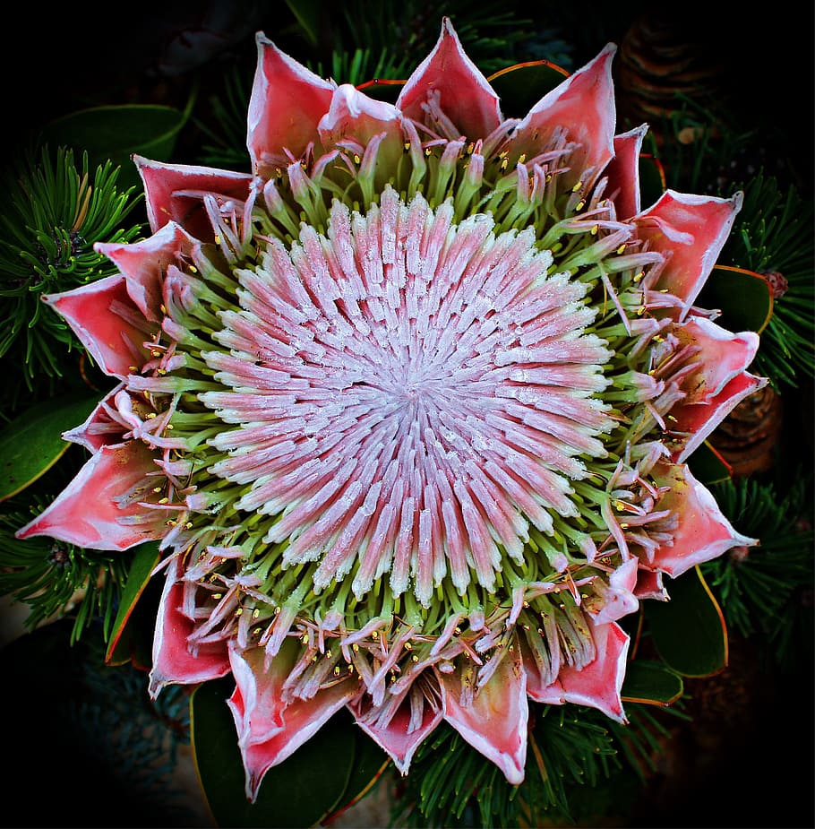 protea, blossom, bloom, exotic, shrub crop, mediterranean, inflorescence, HD wallpaper