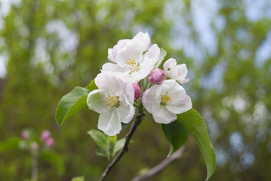 Tree, Bloom, Garden, Nature, apfelblüte, spring, close, flower HD wallpaper