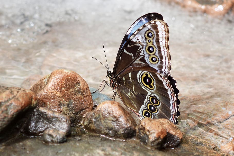 brown and white butterfly perching on brown stone, insect, wing HD wallpaper