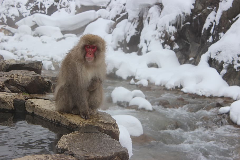 snow monkeys, macaque, japanese, jigokudani, primate, wildlife