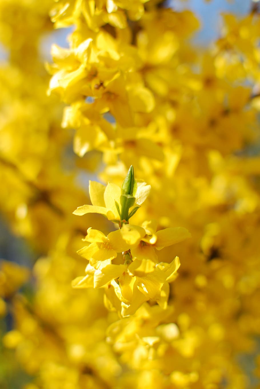 ticket, laburnum, spring, yellow, nature, flower, flowering plant HD wallpaper