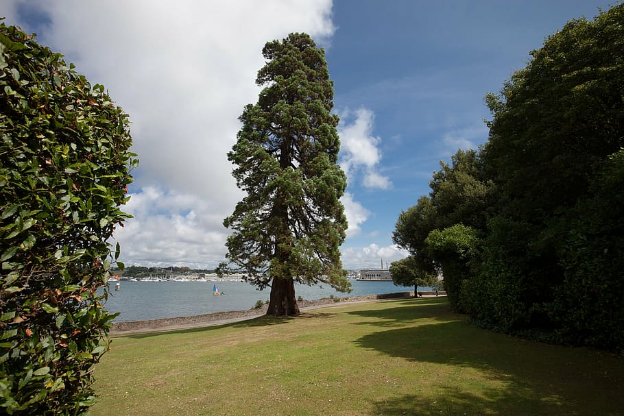 cedar, park, garden, trees, sea, lake, nature, plant, meadow HD wallpaper