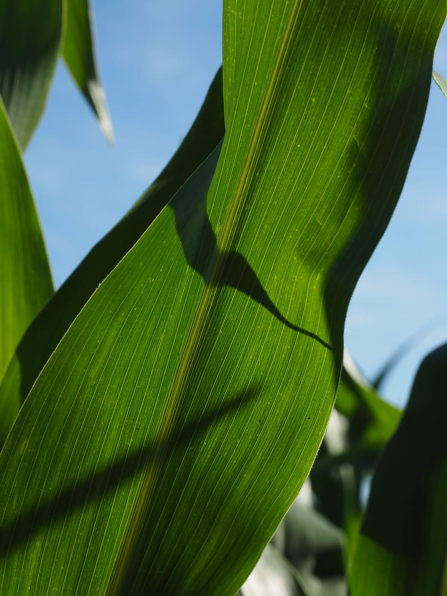 corn leaves, cornfield, green, agriculture, fodder maize, cereals HD wallpaper