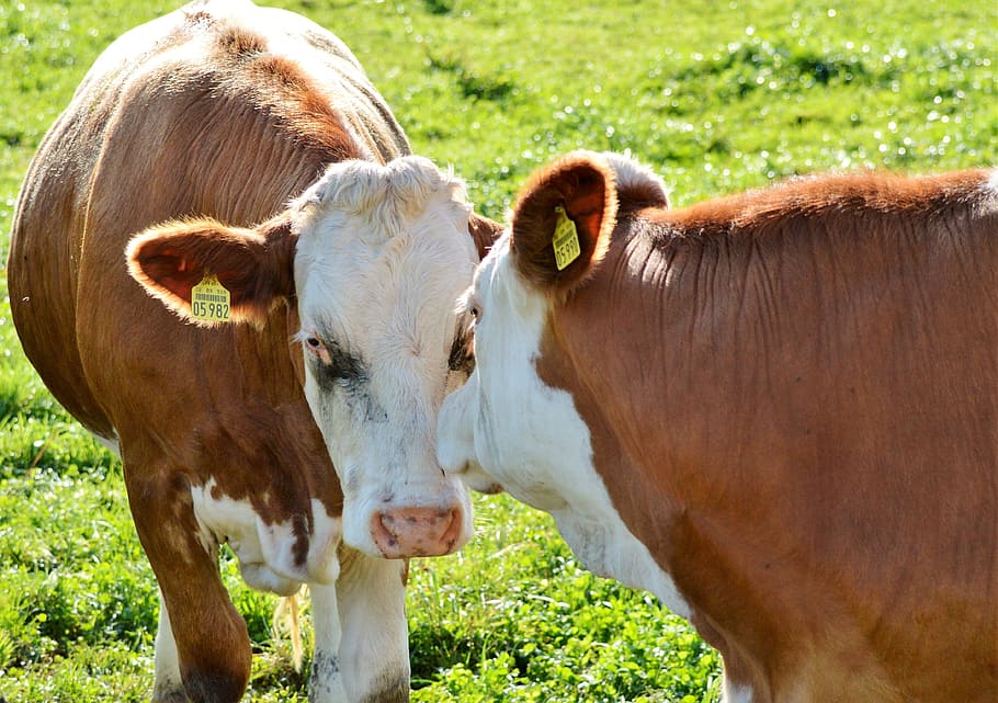 cow, beef, ruminant, cattle, livestock, paarhufer, pasture HD wallpaper