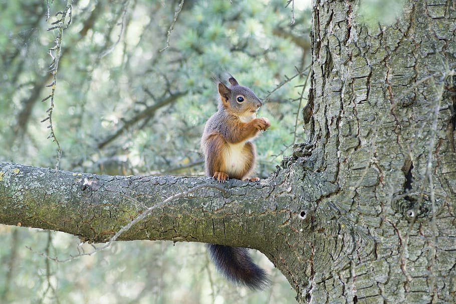 squirrel, animal, wild, nature, wildlife, mammal, tree, happy HD wallpaper