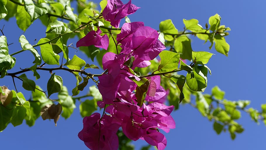 flower, ranke, mediterranean, plant, freshness, flowering plant HD wallpaper
