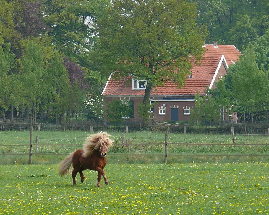 horse running on grass field, Horses, Pony, Whey, shetlander