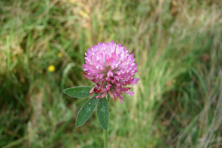 Purple Spiky Flower Found In Pennsylvania R/whatsthisplant, 53% OFF