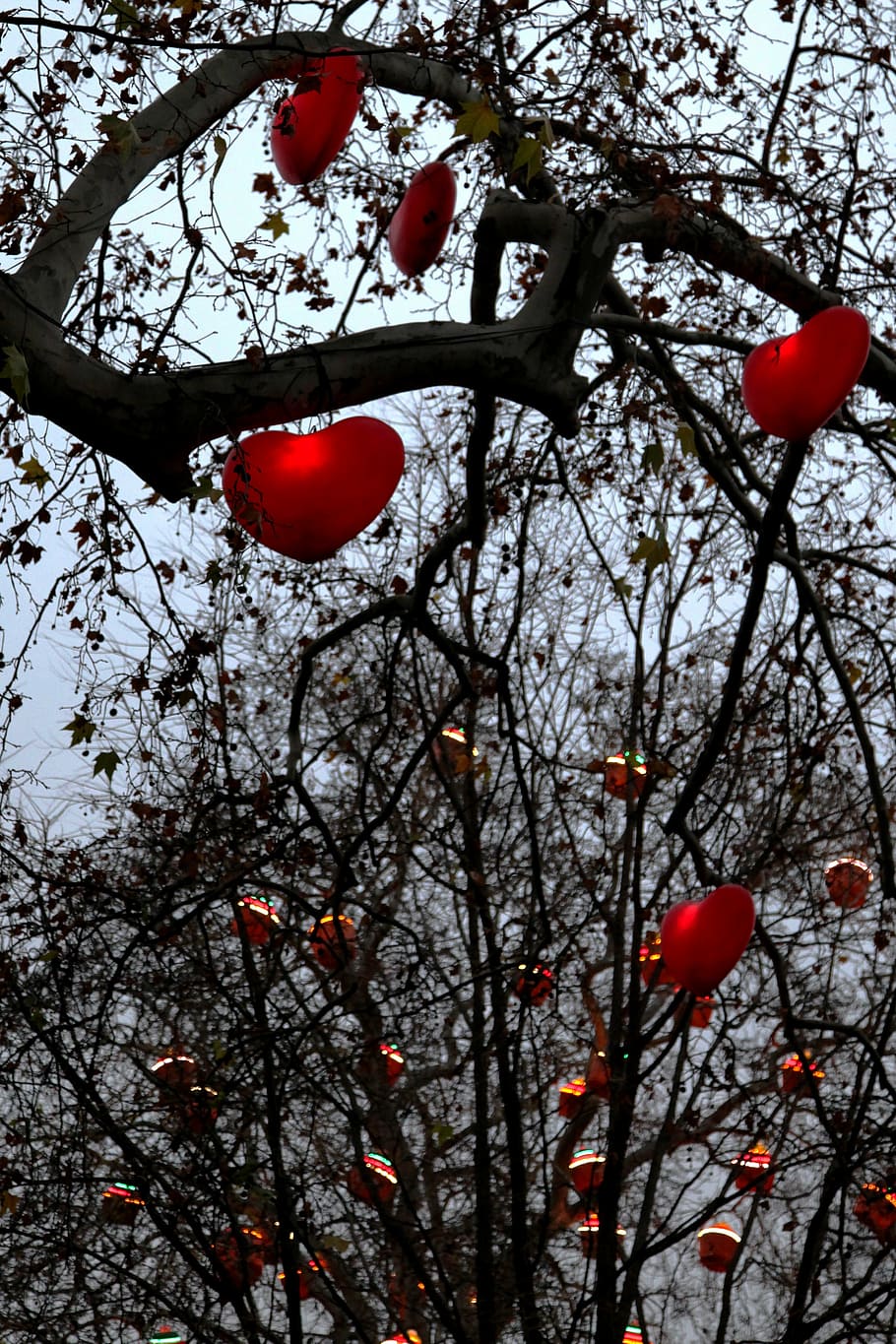 hearts, tree, park, vienna, symbol, branch, red, nature, plant HD wallpaper