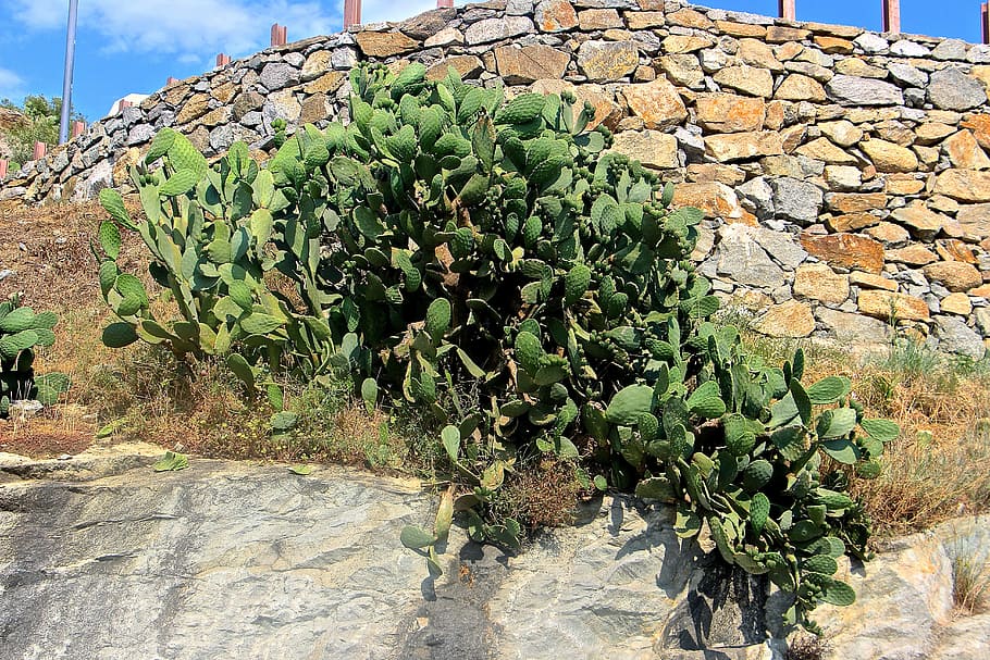 Cactus, Green, Plant, Prickly, Spur, nature, flora, cactus greenhouse HD wallpaper
