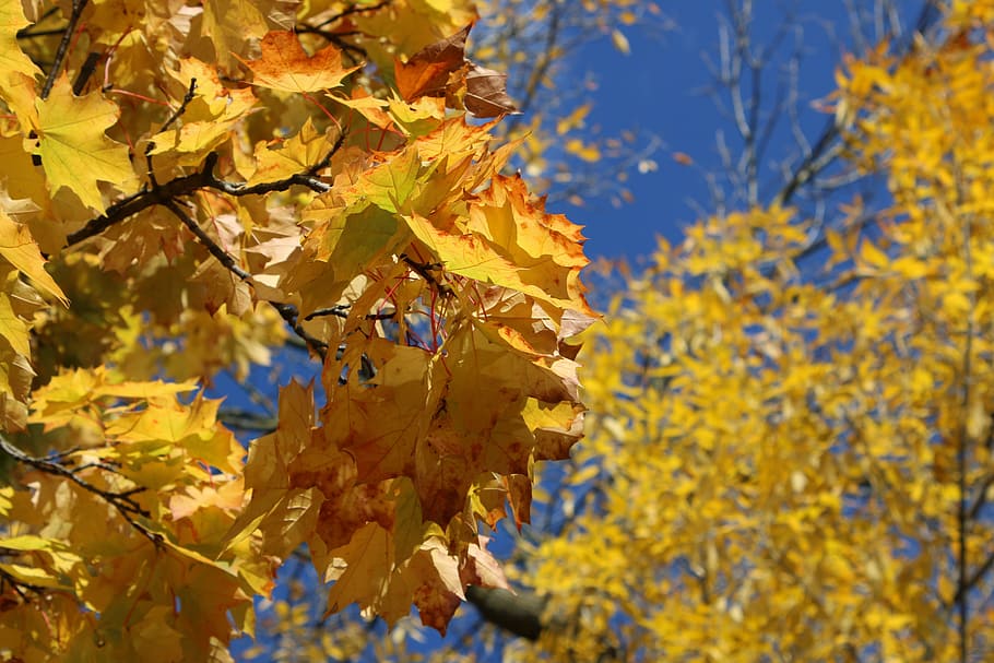 tree, autumn, yellow, maple, red, leaf, backgrounds, nature HD wallpaper
