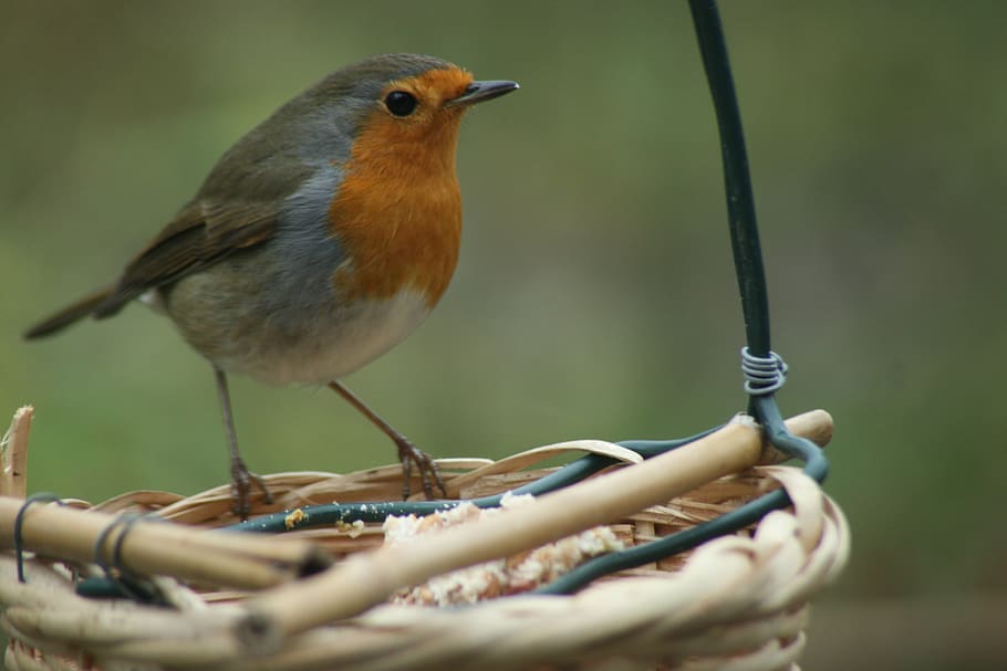 bird, robin, foraging, animal themes, vertebrate, one animal HD wallpaper