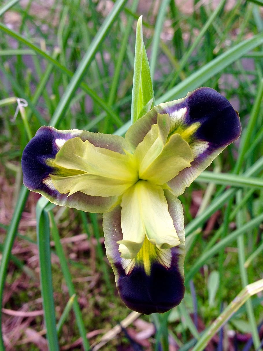 iris, flower, widow, spring, grass, botanical, plant, flowering plant HD wallpaper