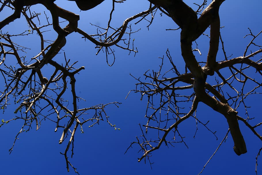 terry, nature, sky, branch, tree, plant, low angle view, bare tree HD wallpaper
