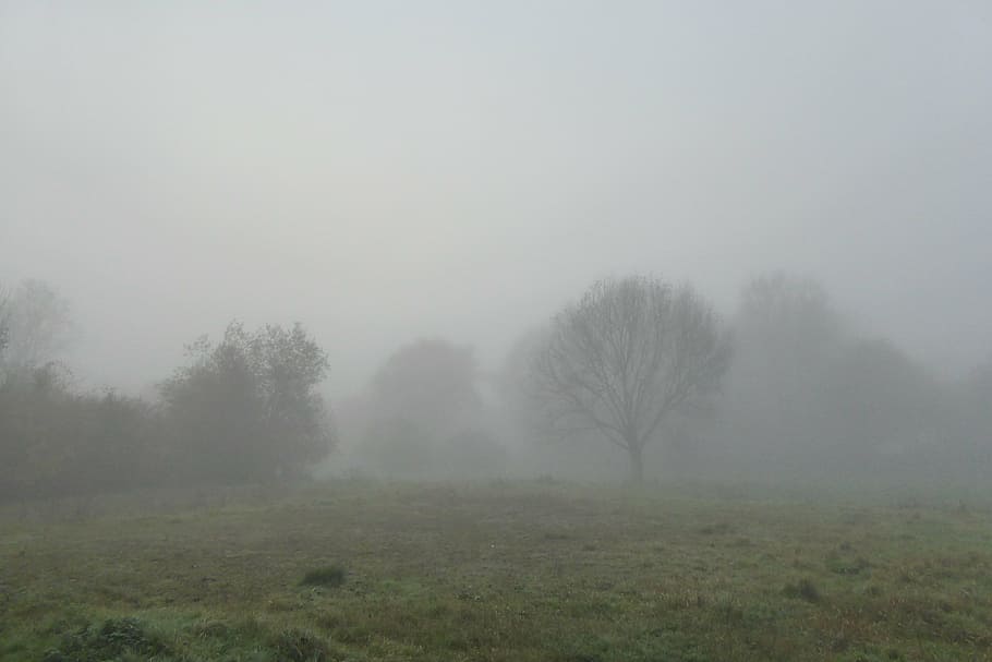 fog, landscape, trees, nature, plant, environment, tranquility HD wallpaper