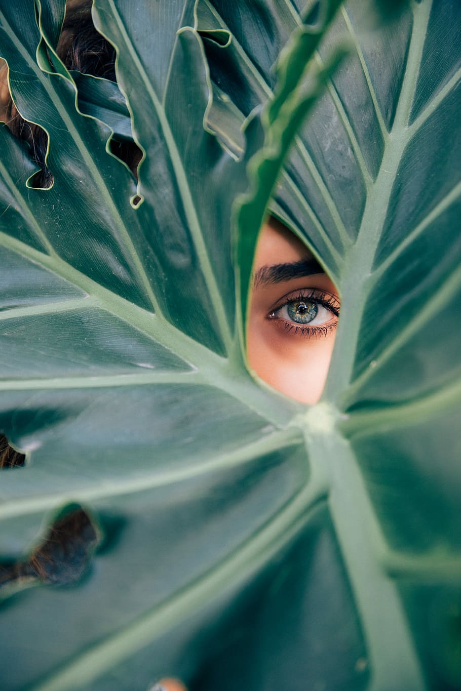 woman peeking over green leaf plant taken at daytime, woman peeking on green leaf
