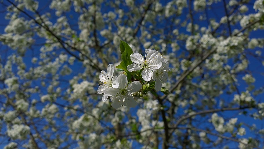 spring, flower, sour cherry, sunshine, nature, springtime, tree HD wallpaper