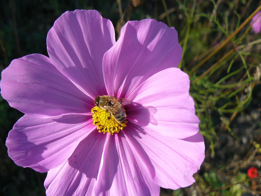 flower, bloom, bee, blossom, plant, mexican aster, floral, garden cosmos HD wallpaper