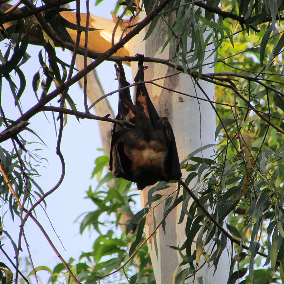 bats, dharwad, bat-eared, india, mamma, fly, wings, wildlife HD wallpaper