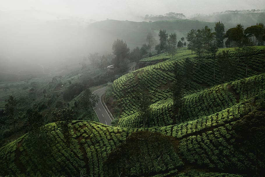 aerial view of foggy mountain, green field coated with fog, grass HD wallpaper