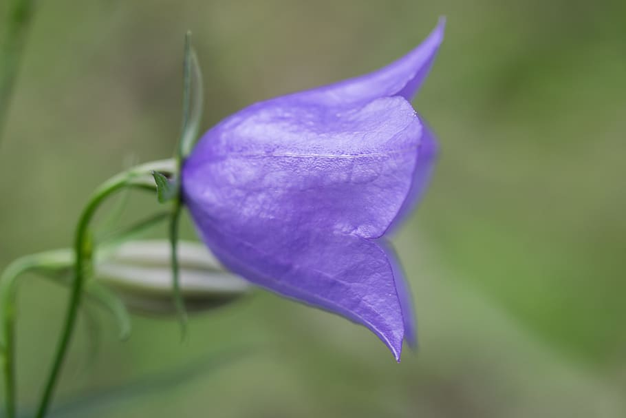Iris, Flower, Clock, Nature, iris at, fragility, purple, petal HD wallpaper
