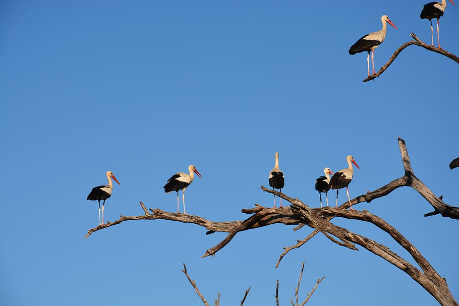 birds perched on tree branches, white stork, storks, sky, blue HD wallpaper
