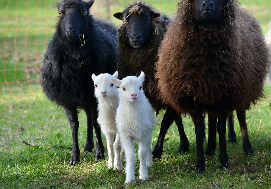 assorted-color sheeps, nature, animals, easter lambs, mecklenburg HD wallpaper