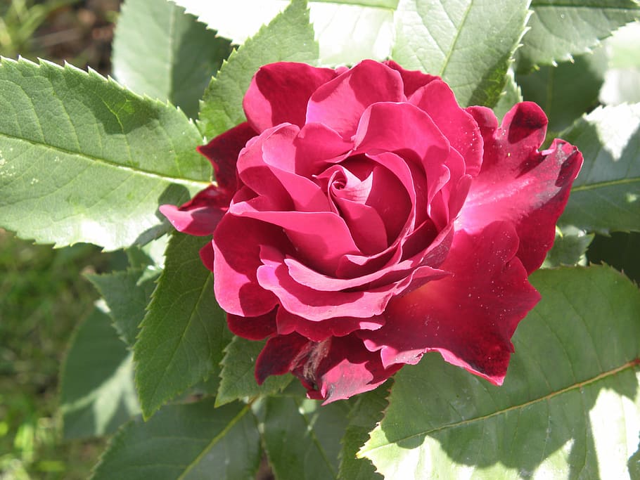 pink, flower, leaf, foliage, nature, rose - Flower, plant, petal HD wallpaper